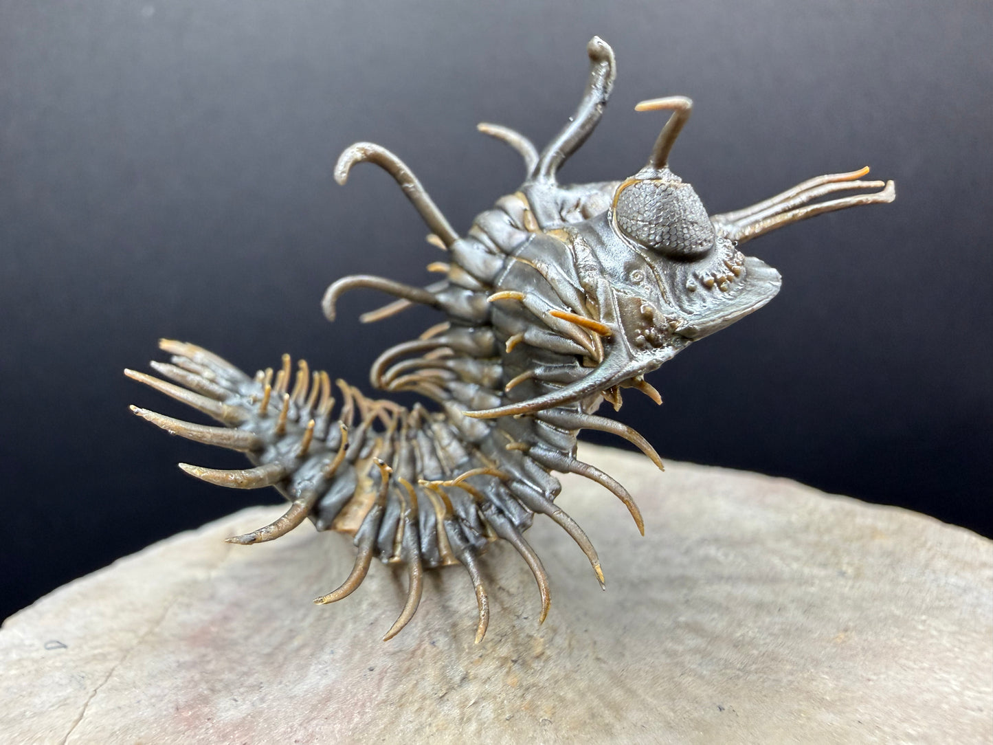 Walliserops Trilobite