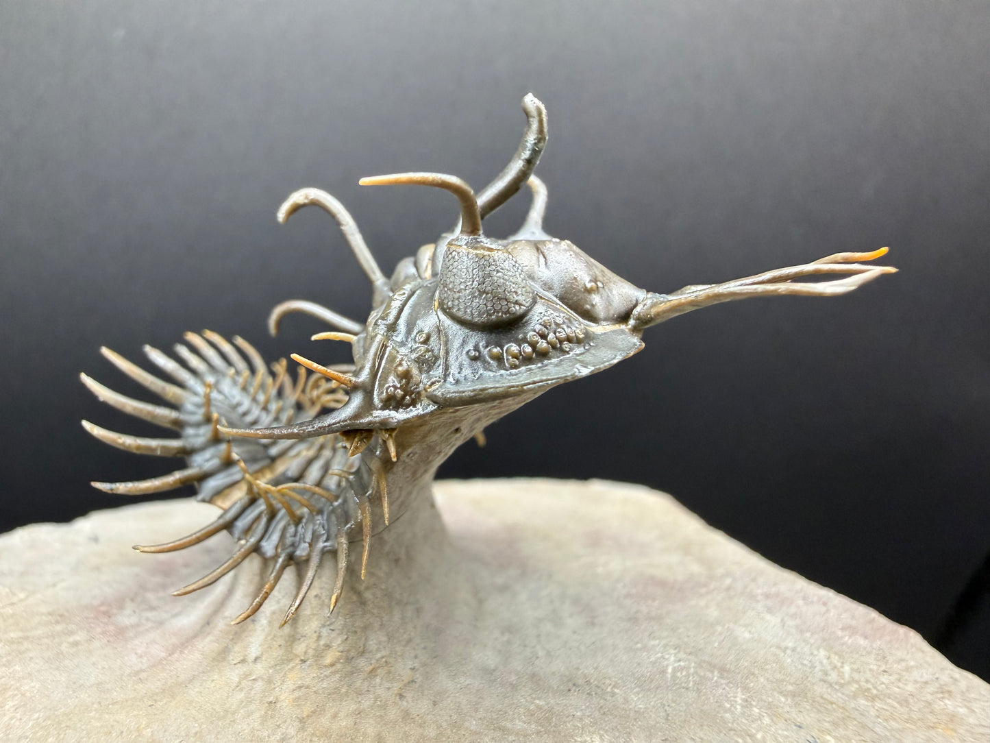 Walliserops Trilobite
