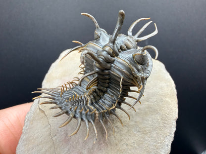 Walliserops Trilobite