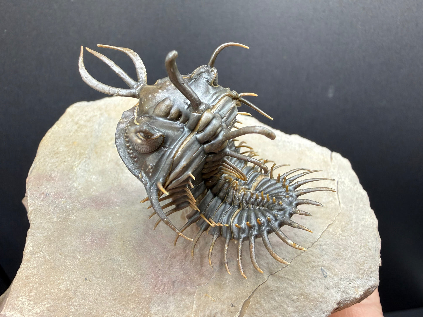Walliserops Trilobite