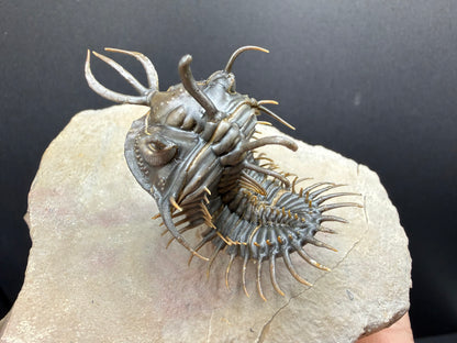 Walliserops Trilobite