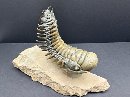Crotalocephalus Trilobite