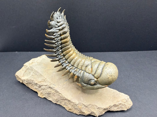 Crotalocephalus Trilobite