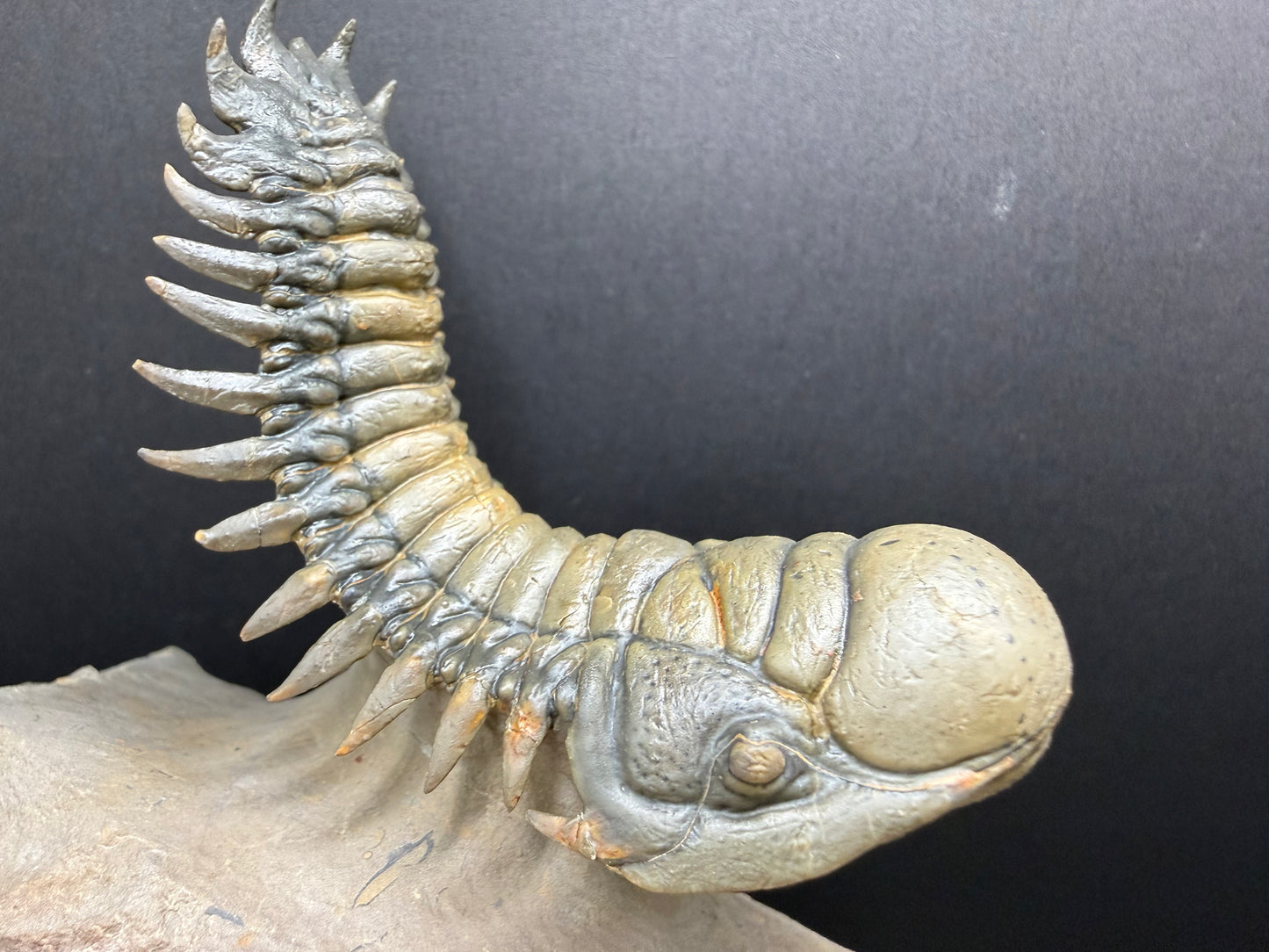 Crotalocephalus Trilobite