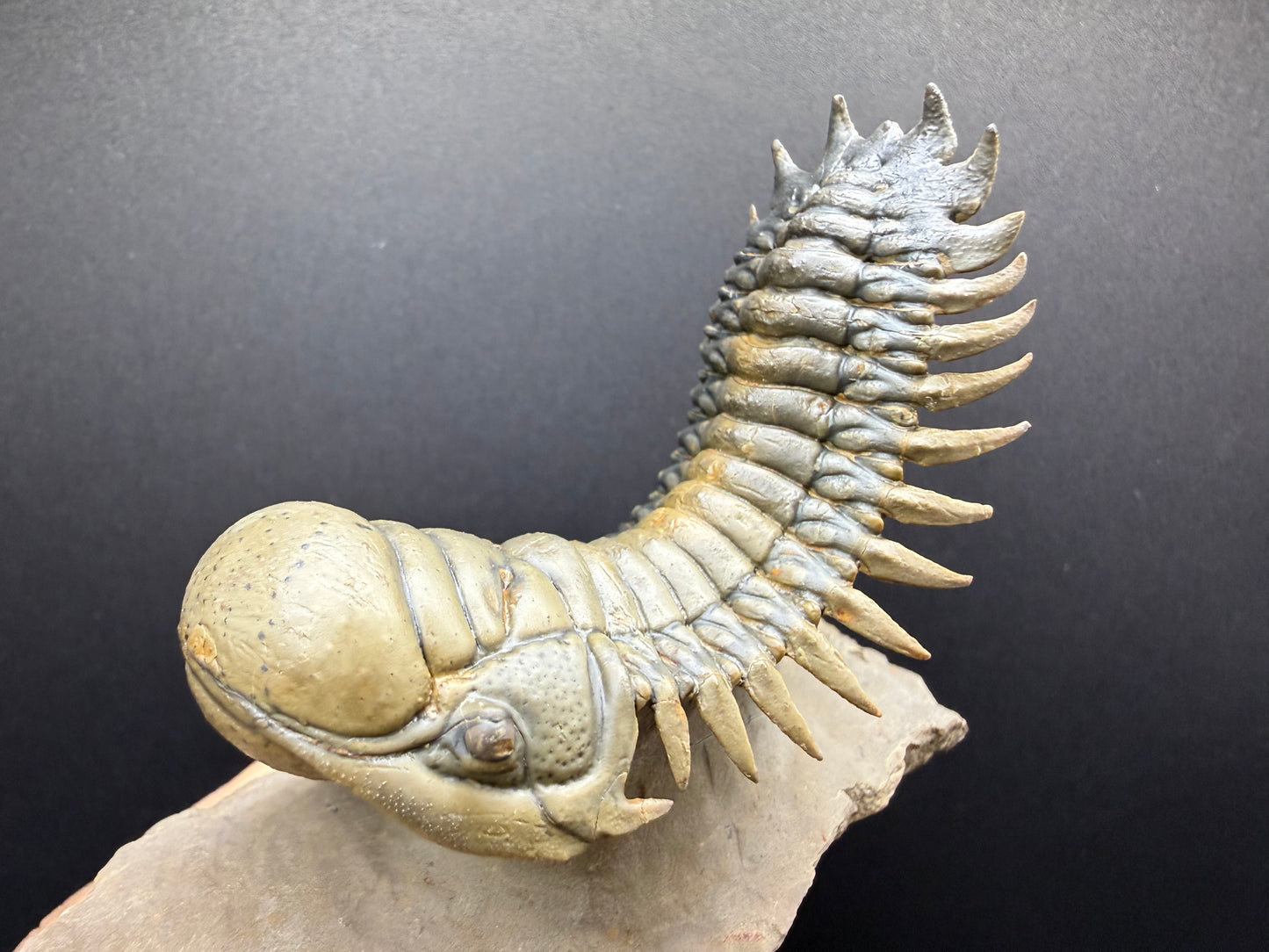 Crotalocephalus Trilobite
