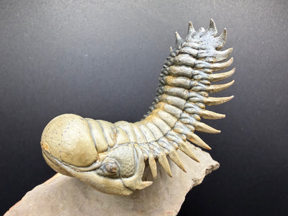 Crotalocephalus Trilobite