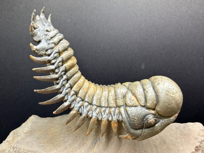 Crotalocephalus Trilobite