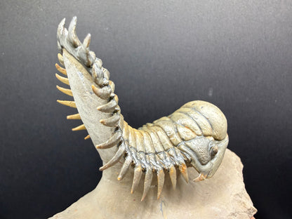 Crotalocephalus Trilobite
