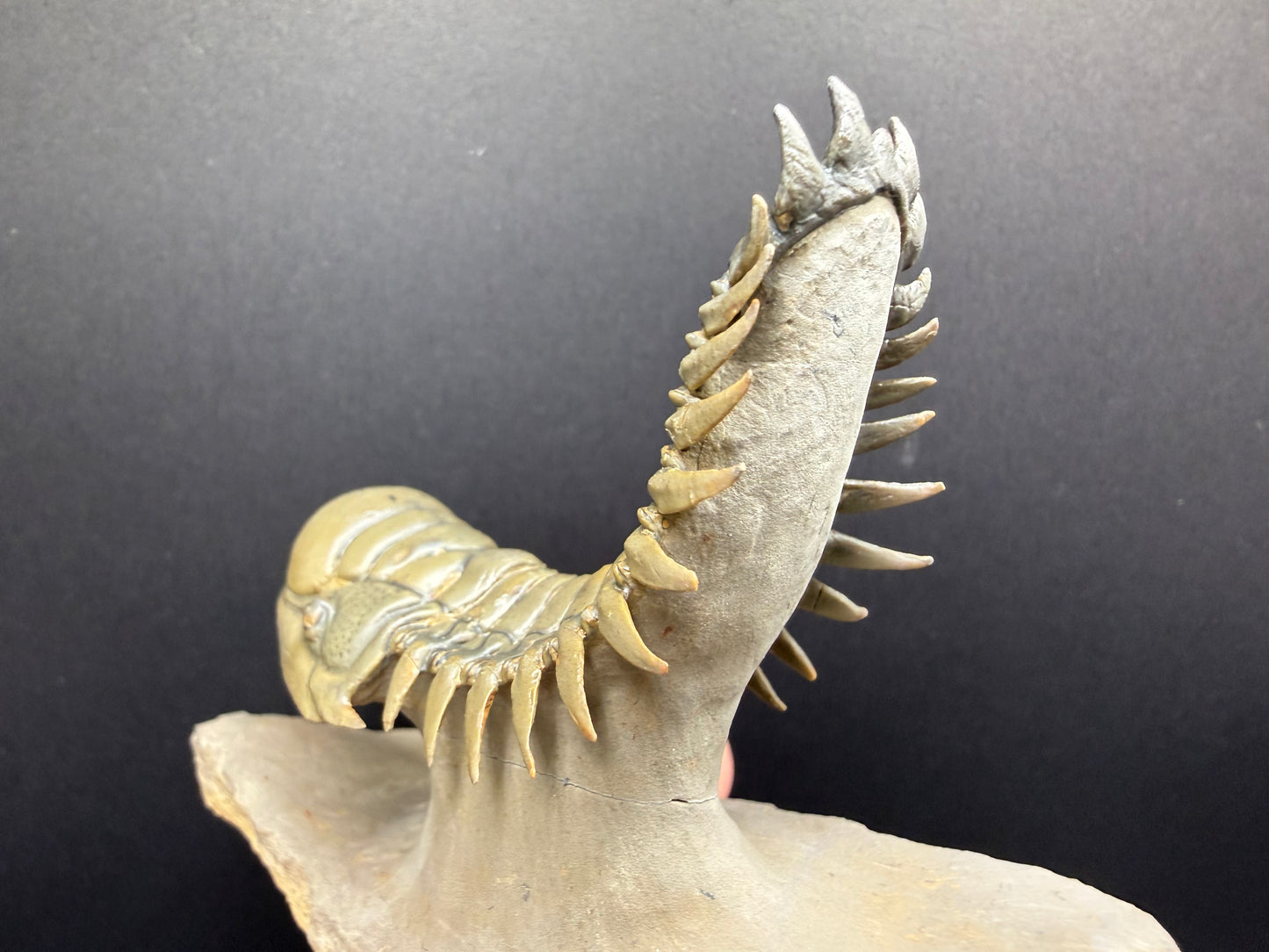 Crotalocephalus Trilobite