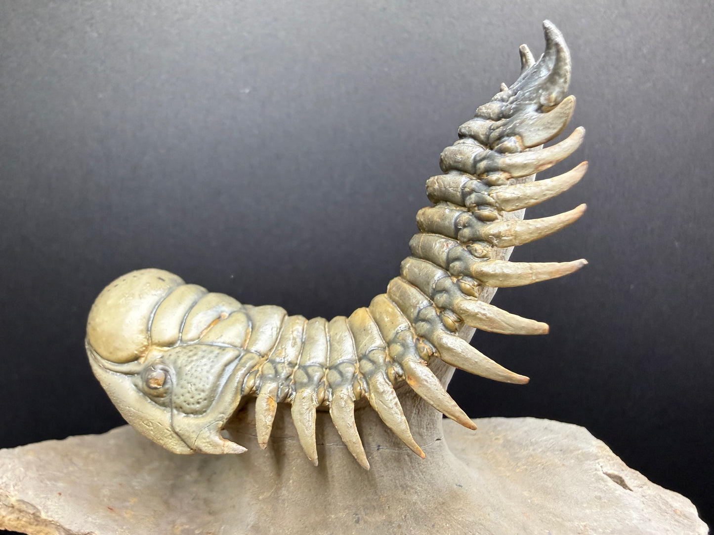 Crotalocephalus Trilobite