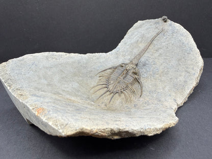 Psychopyge Trilobite