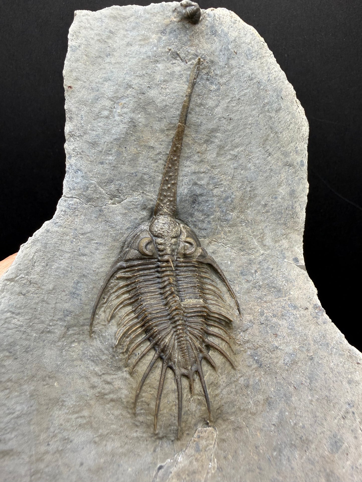 Psychopyge Trilobite