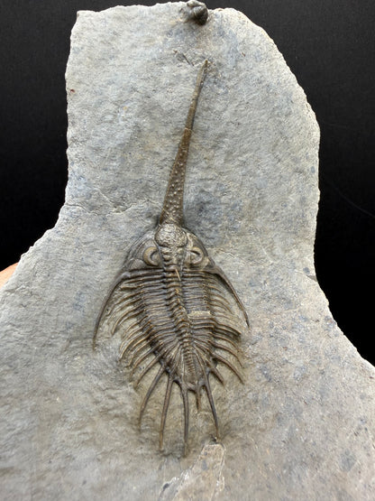 Psychopyge Trilobite