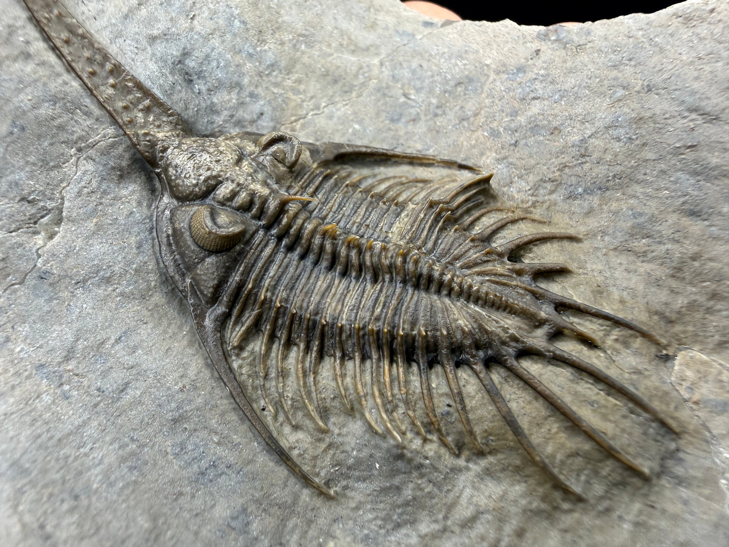 Psychopyge Trilobite
