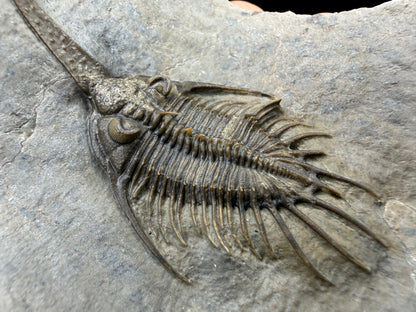 Psychopyge Trilobite