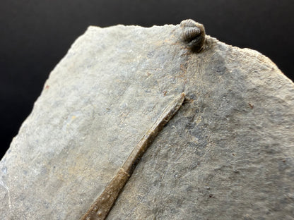 Psychopyge Trilobite