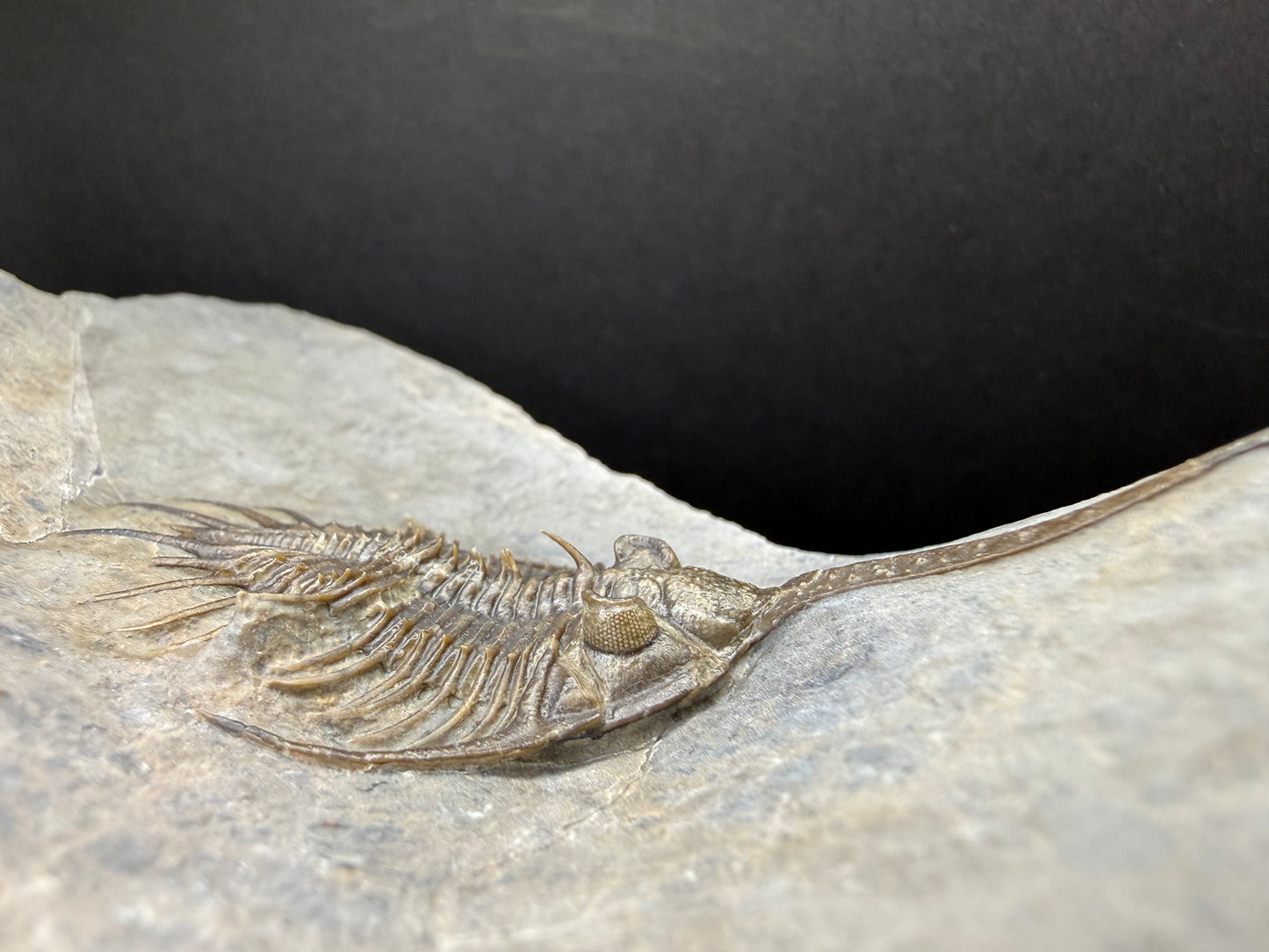 Psychopyge Trilobite