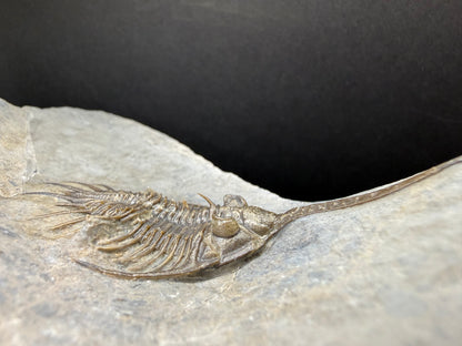 Psychopyge Trilobite