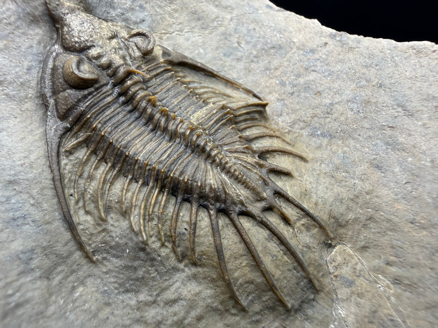 Psychopyge Trilobite