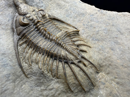 Psychopyge Trilobite