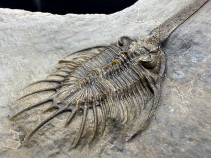Psychopyge Trilobite