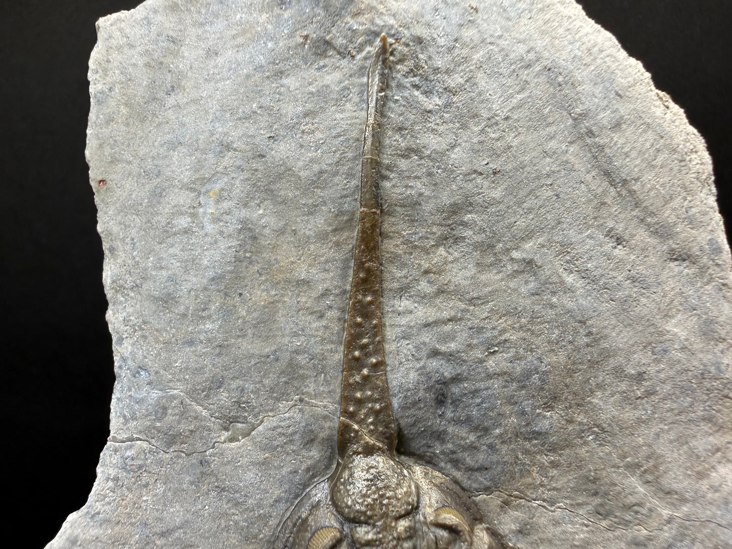 Psychopyge Trilobite