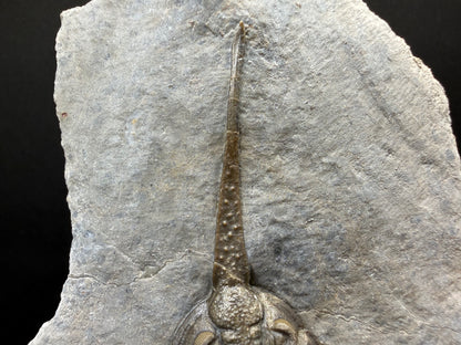 Psychopyge Trilobite