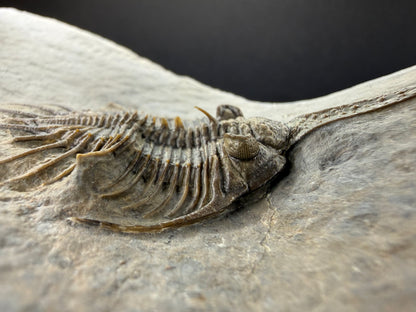 Psychopyge Trilobite