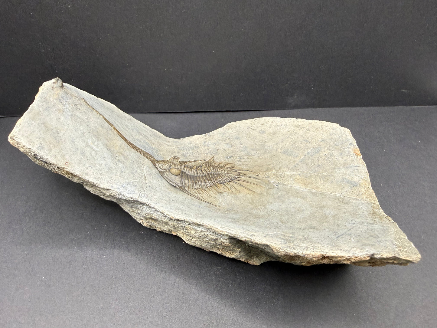 Psychopyge Trilobite