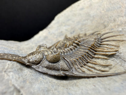 Psychopyge Trilobite
