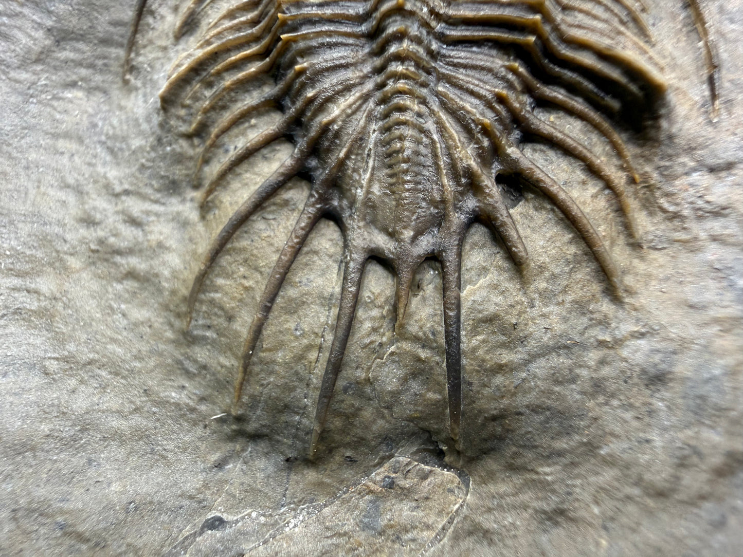 Psychopyge Trilobite