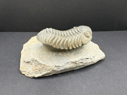 Mocroccops Trilobite