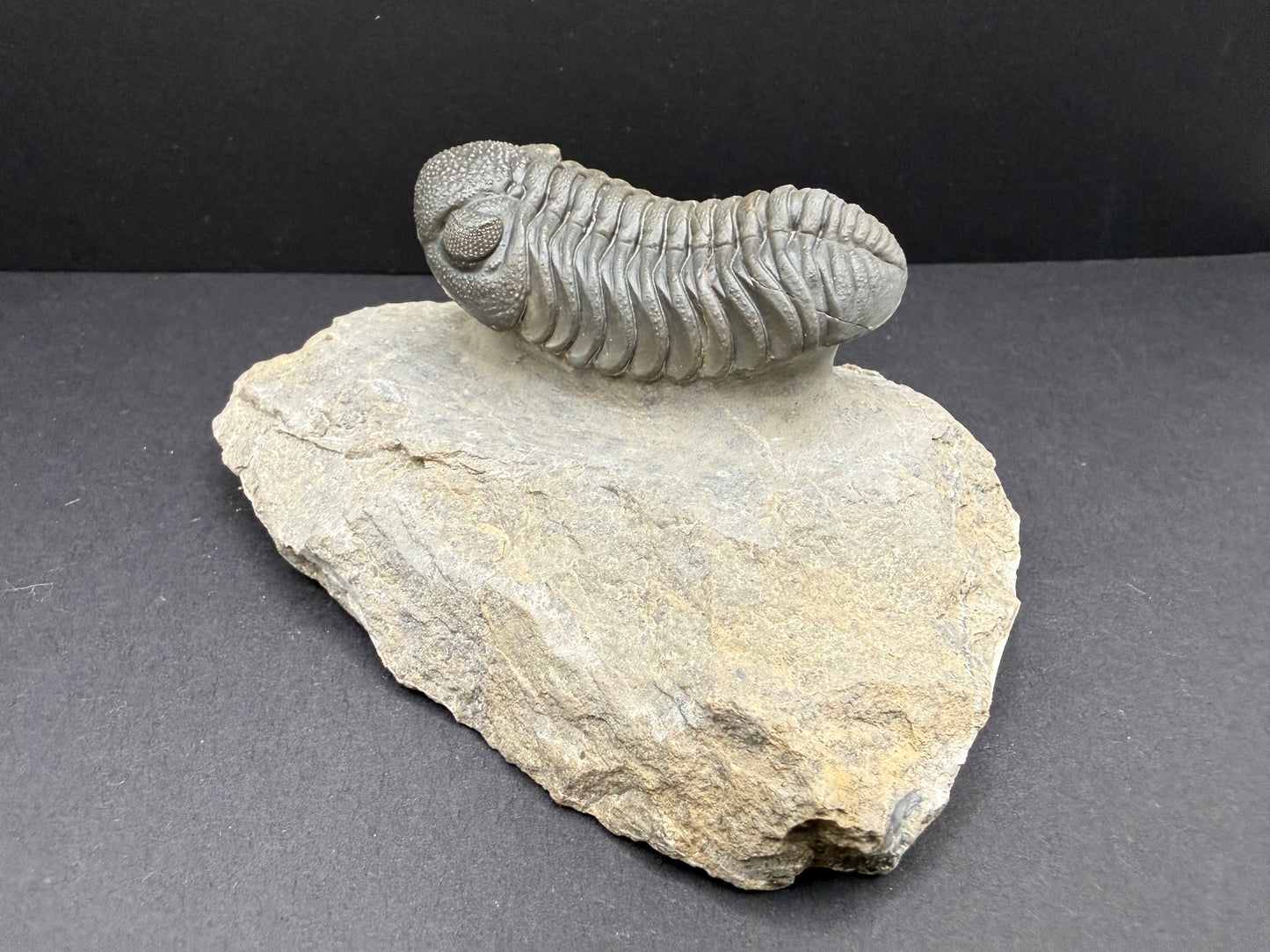 Mocroccops Trilobite