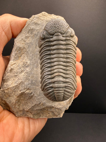Mocroccops Trilobite