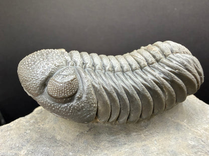 Mocroccops Trilobite