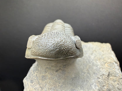 Mocroccops Trilobite