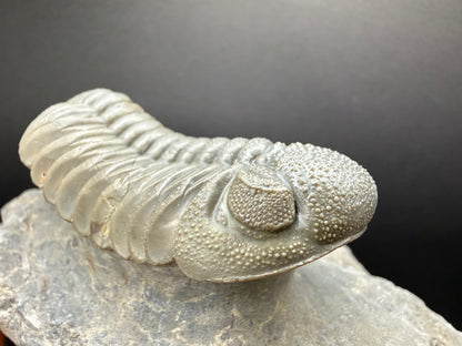 Mocroccops Trilobite