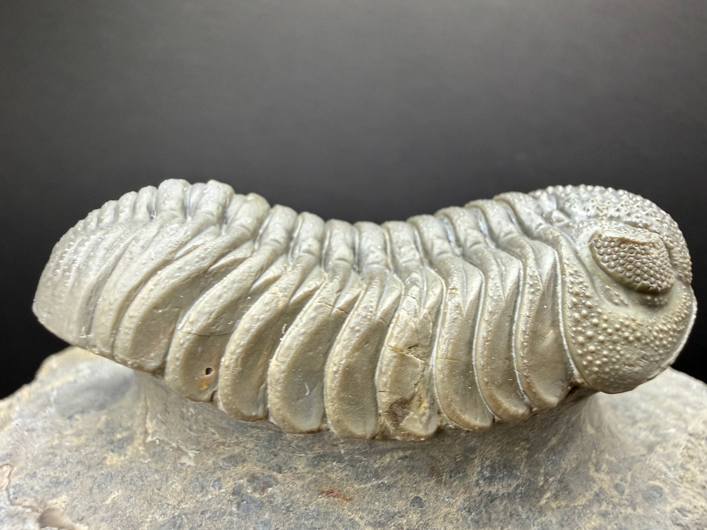 Mocroccops Trilobite