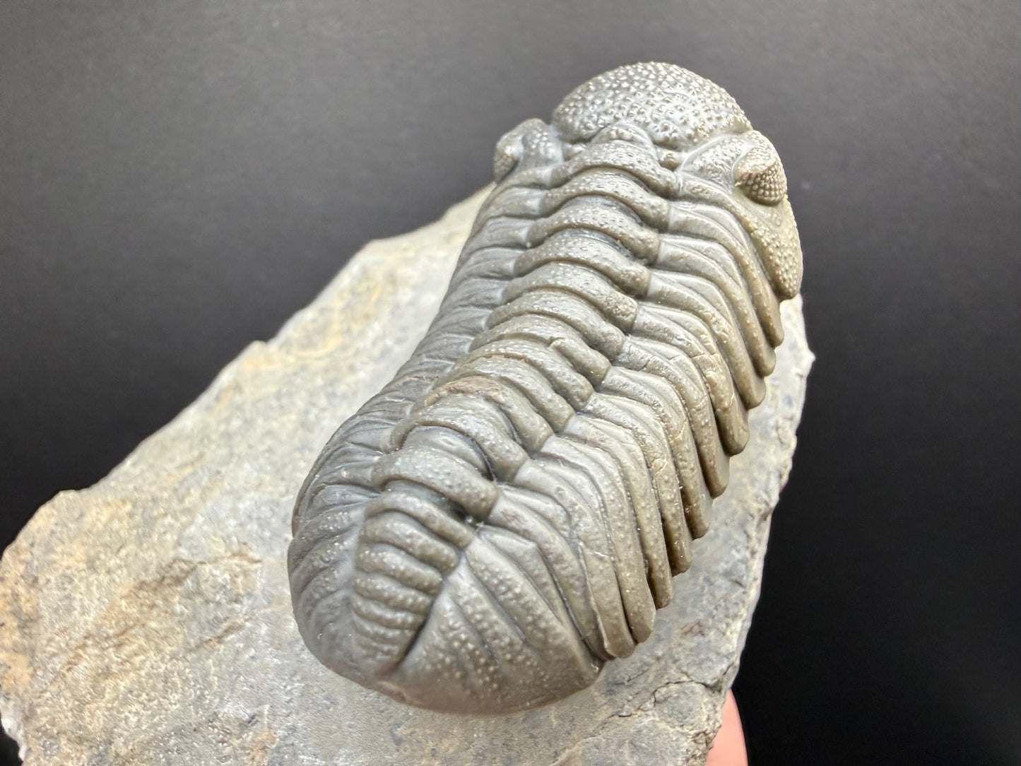 Mocroccops Trilobite