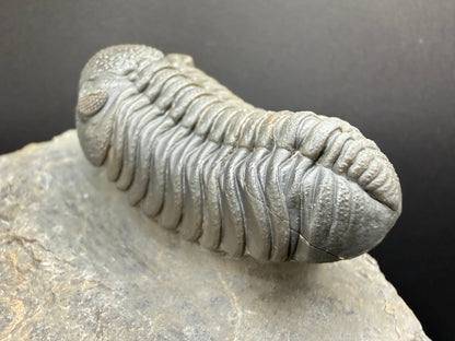 Mocroccops Trilobite