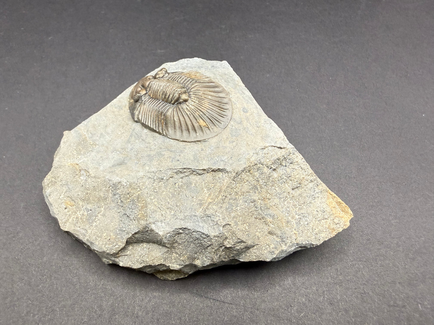 Scabriscutellum Trilobite