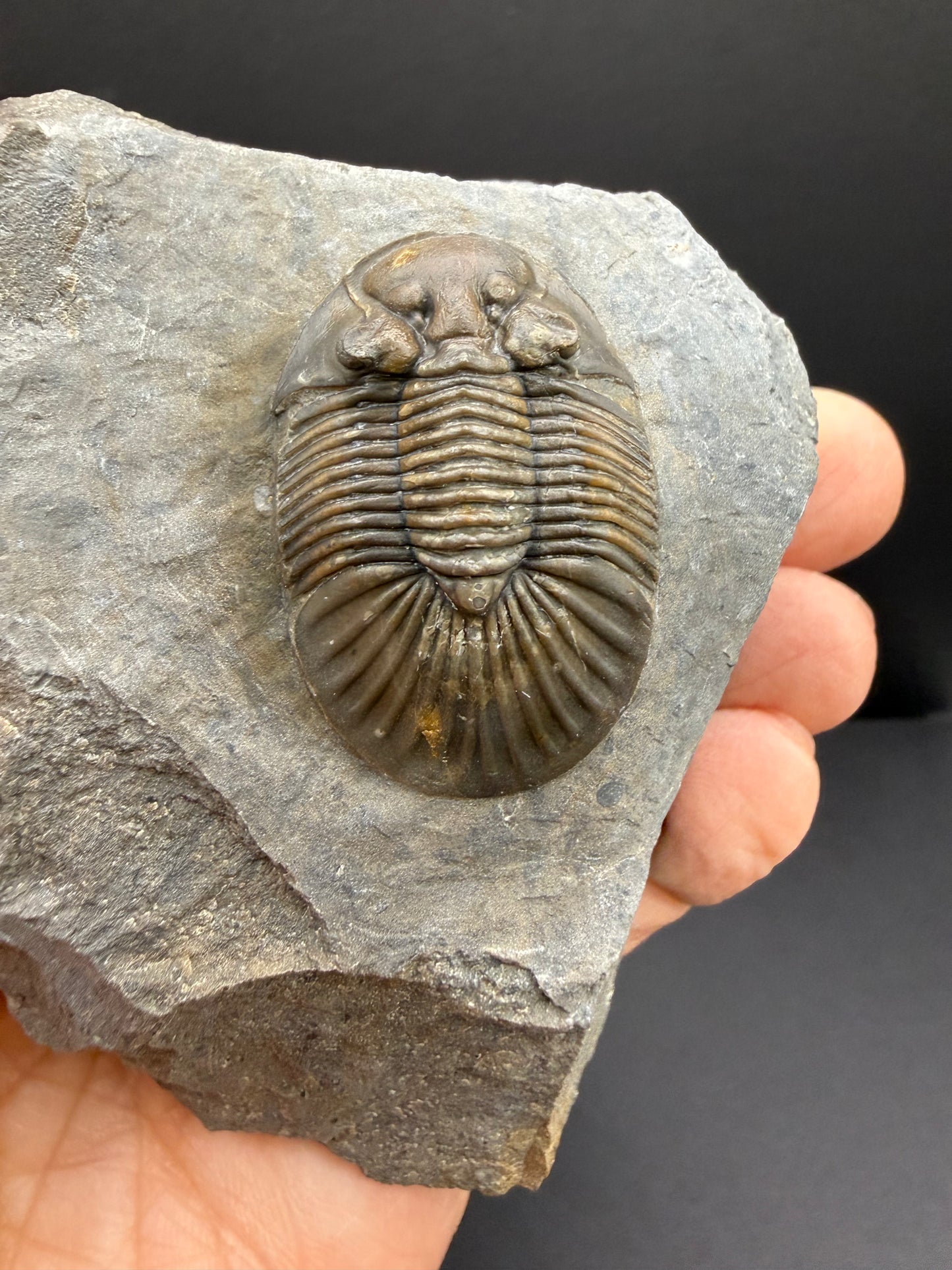 Scabriscutellum Trilobite