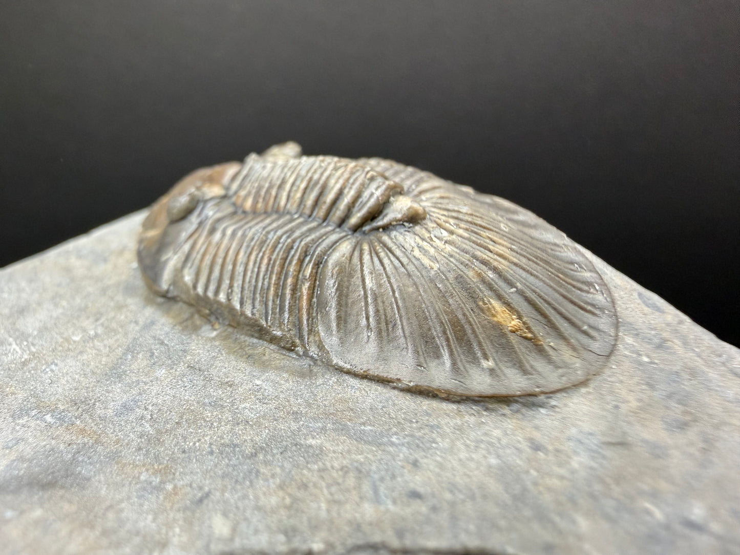 Scabriscutellum Trilobite