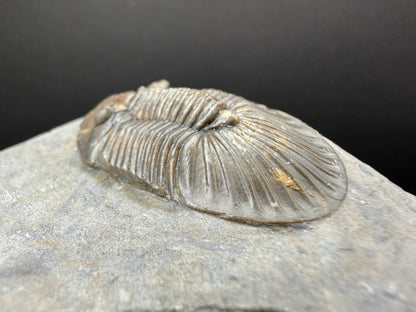 Scabriscutellum Trilobite