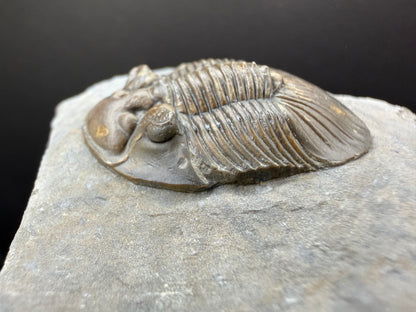 Scabriscutellum Trilobite