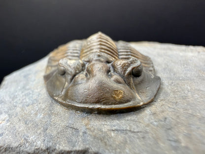 Scabriscutellum Trilobite