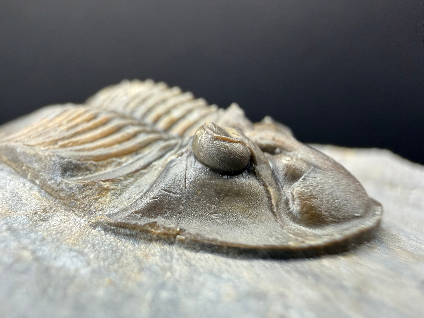 Scabriscutellum Trilobite