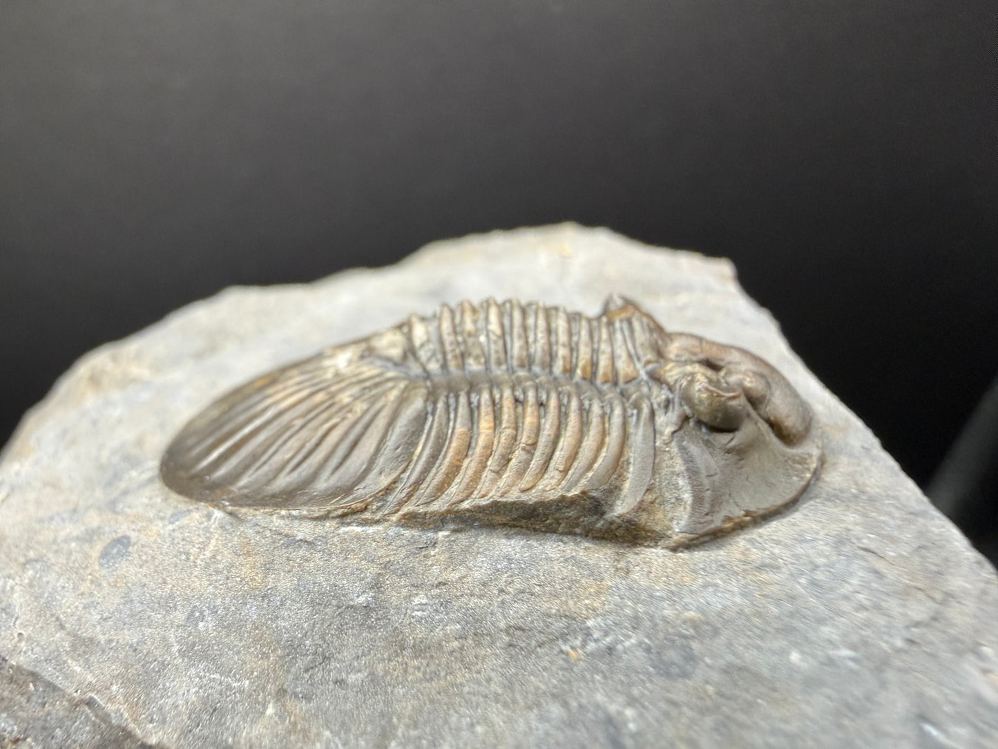 Scabriscutellum Trilobite