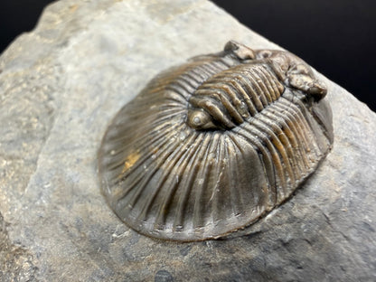 Scabriscutellum Trilobite