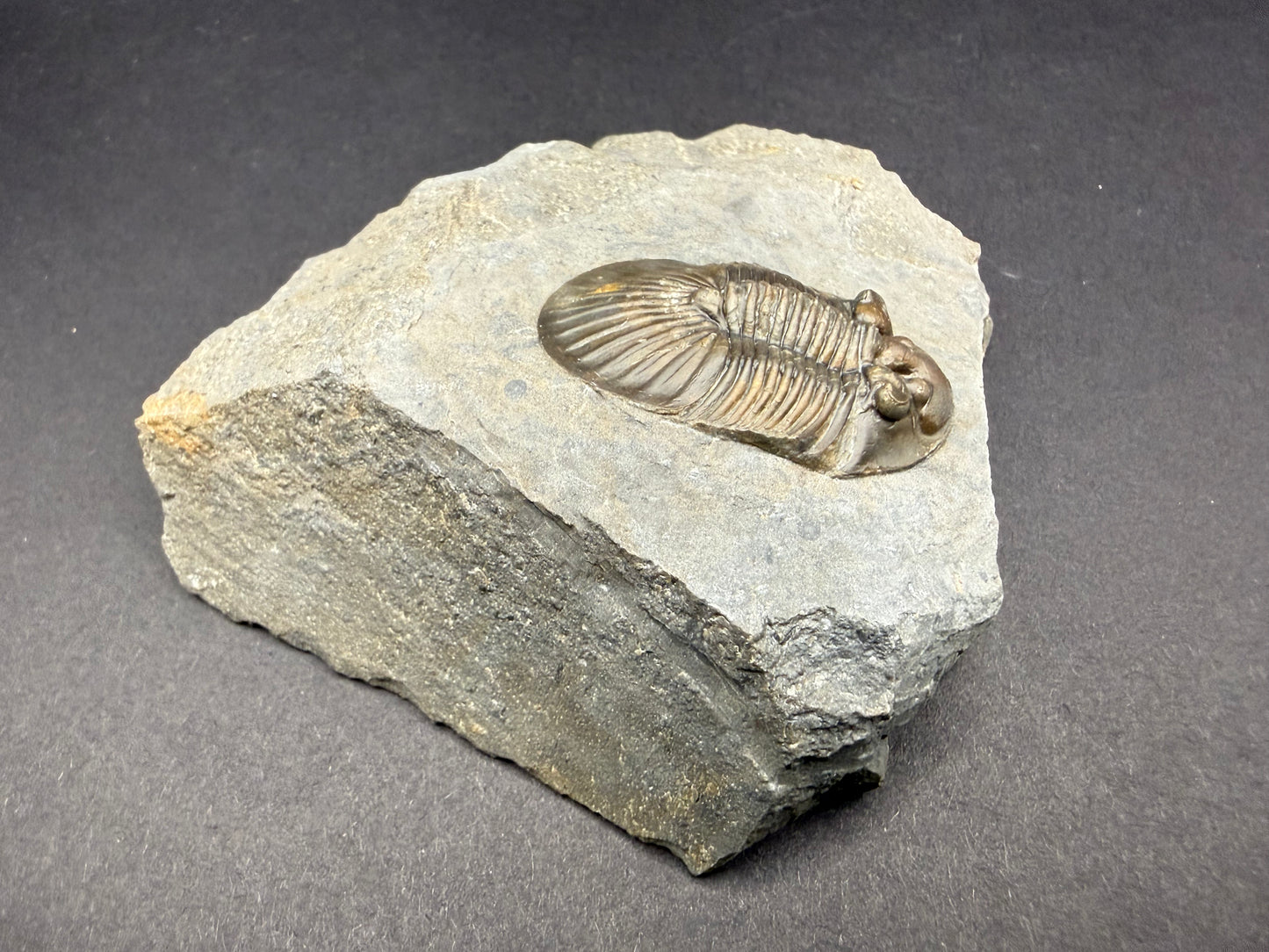 Scabriscutellum Trilobite